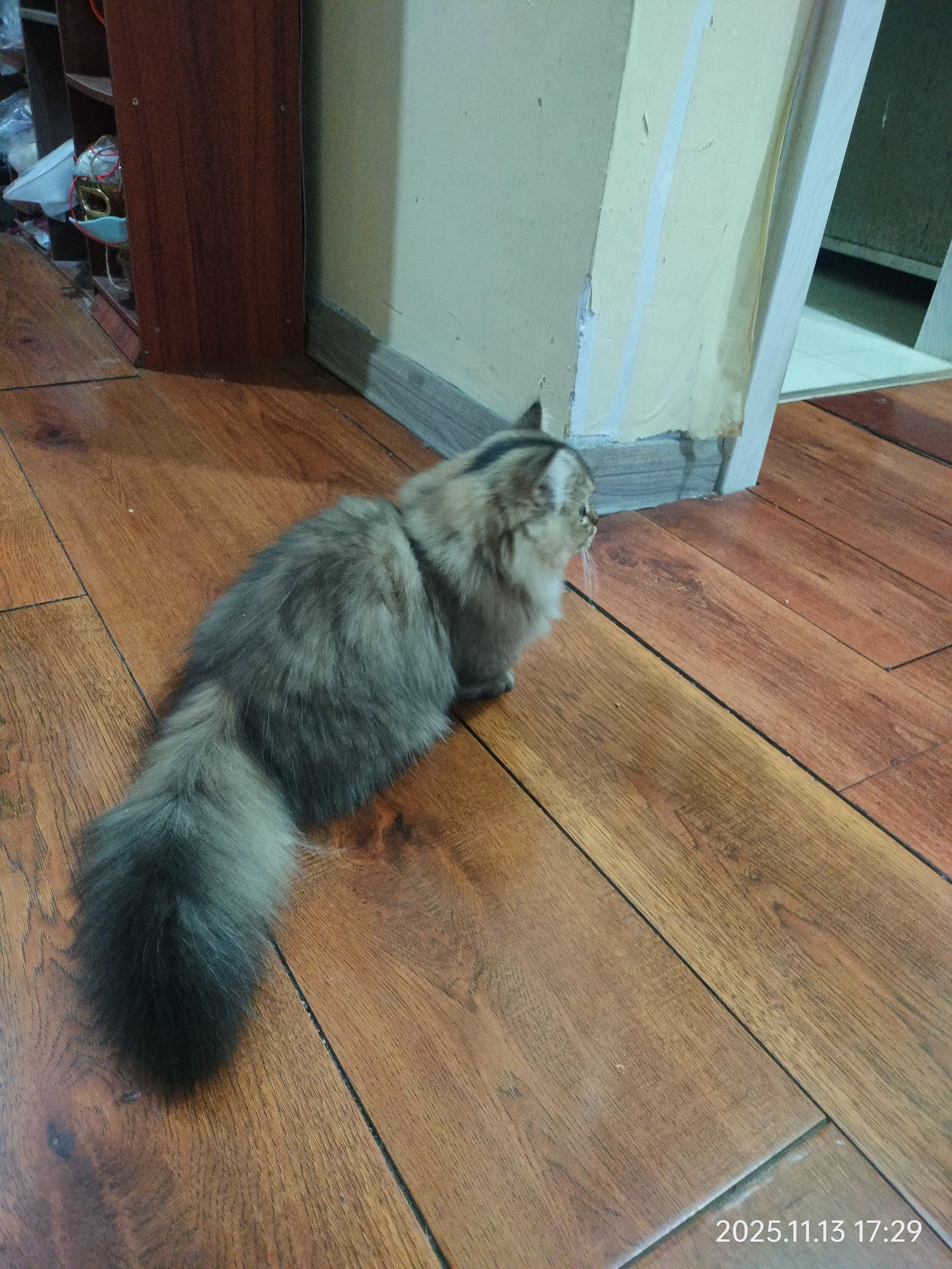 自家养育金渐层，超优雅、超可爱、超懂事……